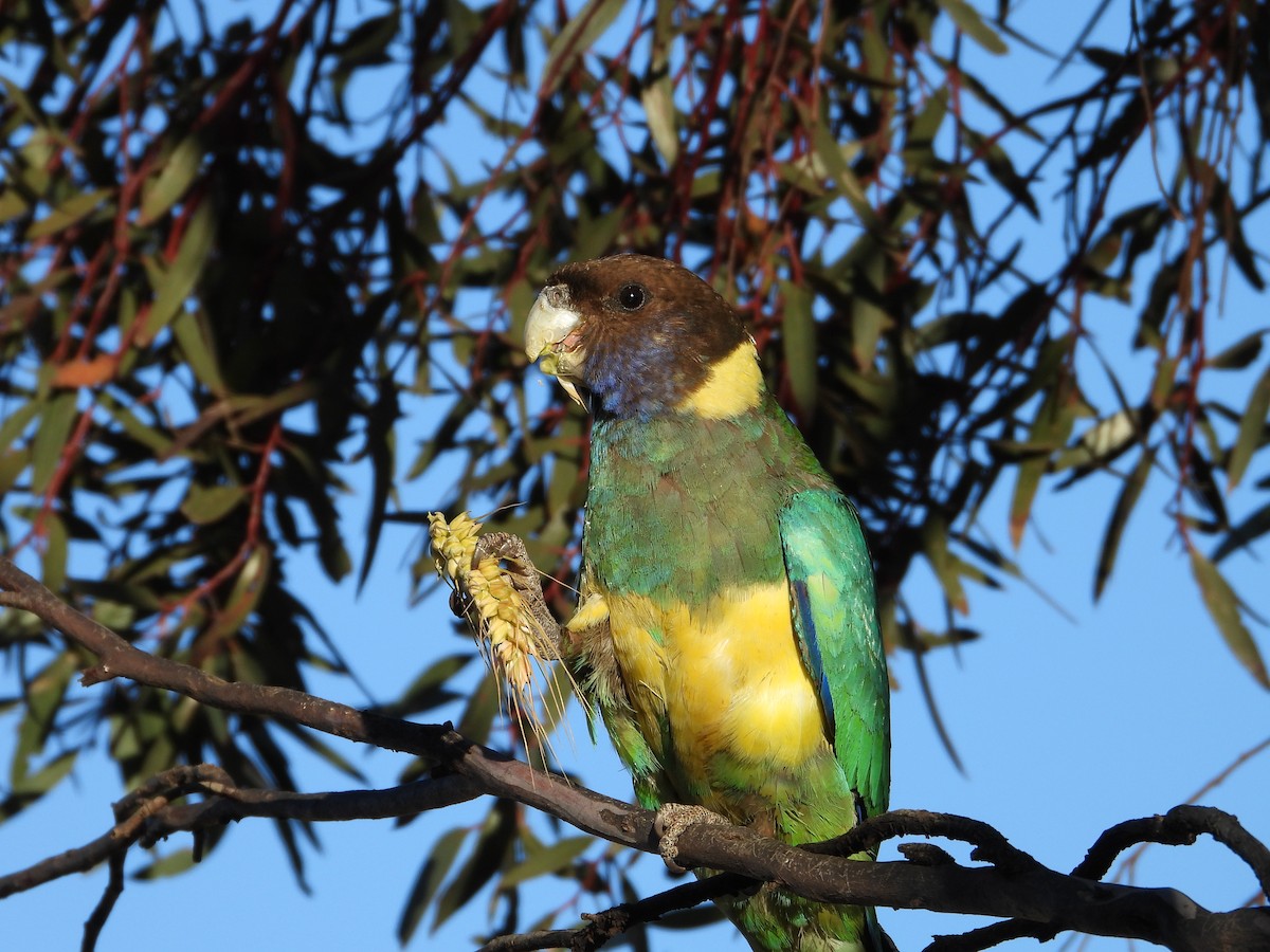 svarthodeparakitt - ML644119740