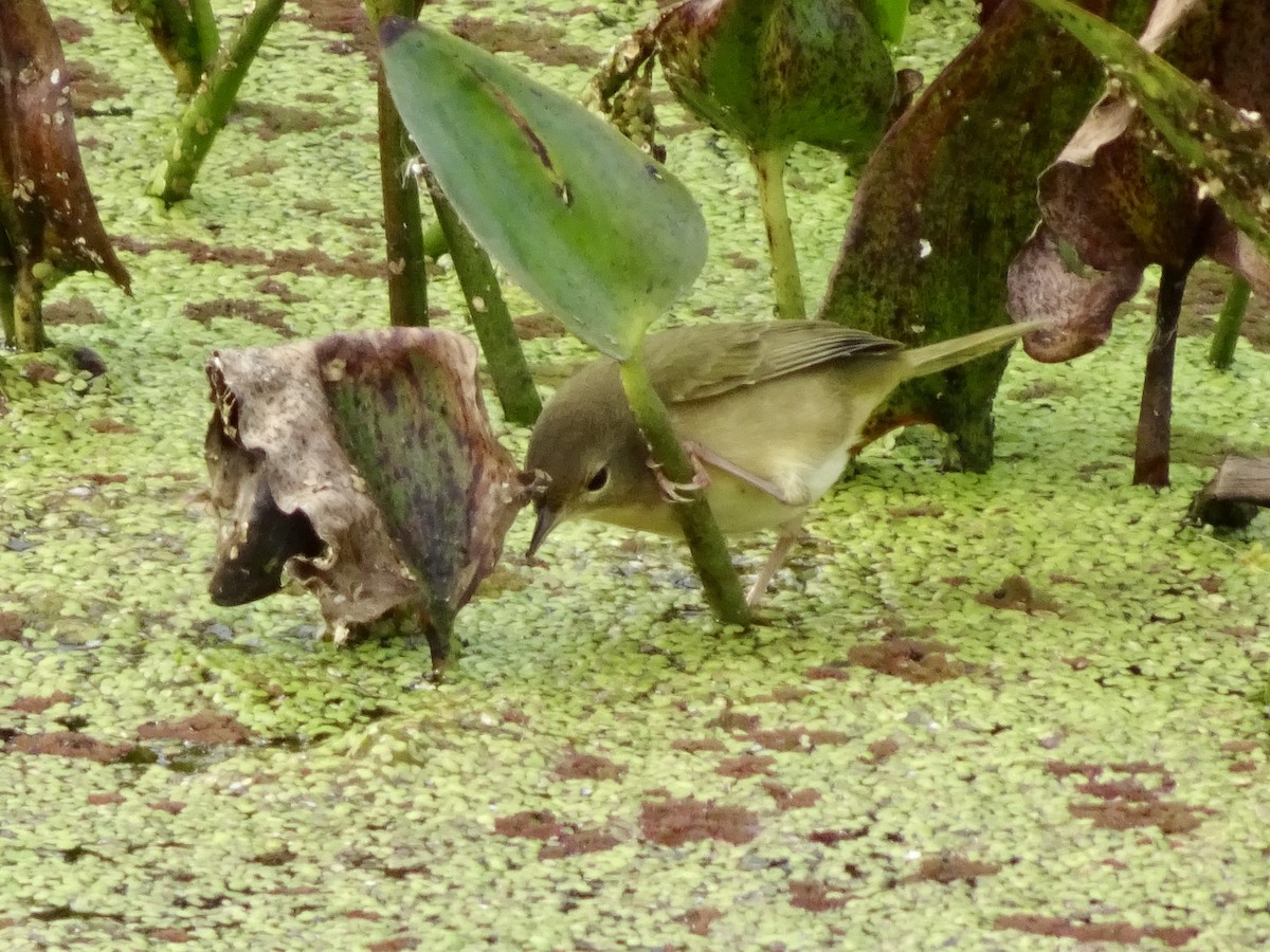 Common Yellowthroat - ML644119743
