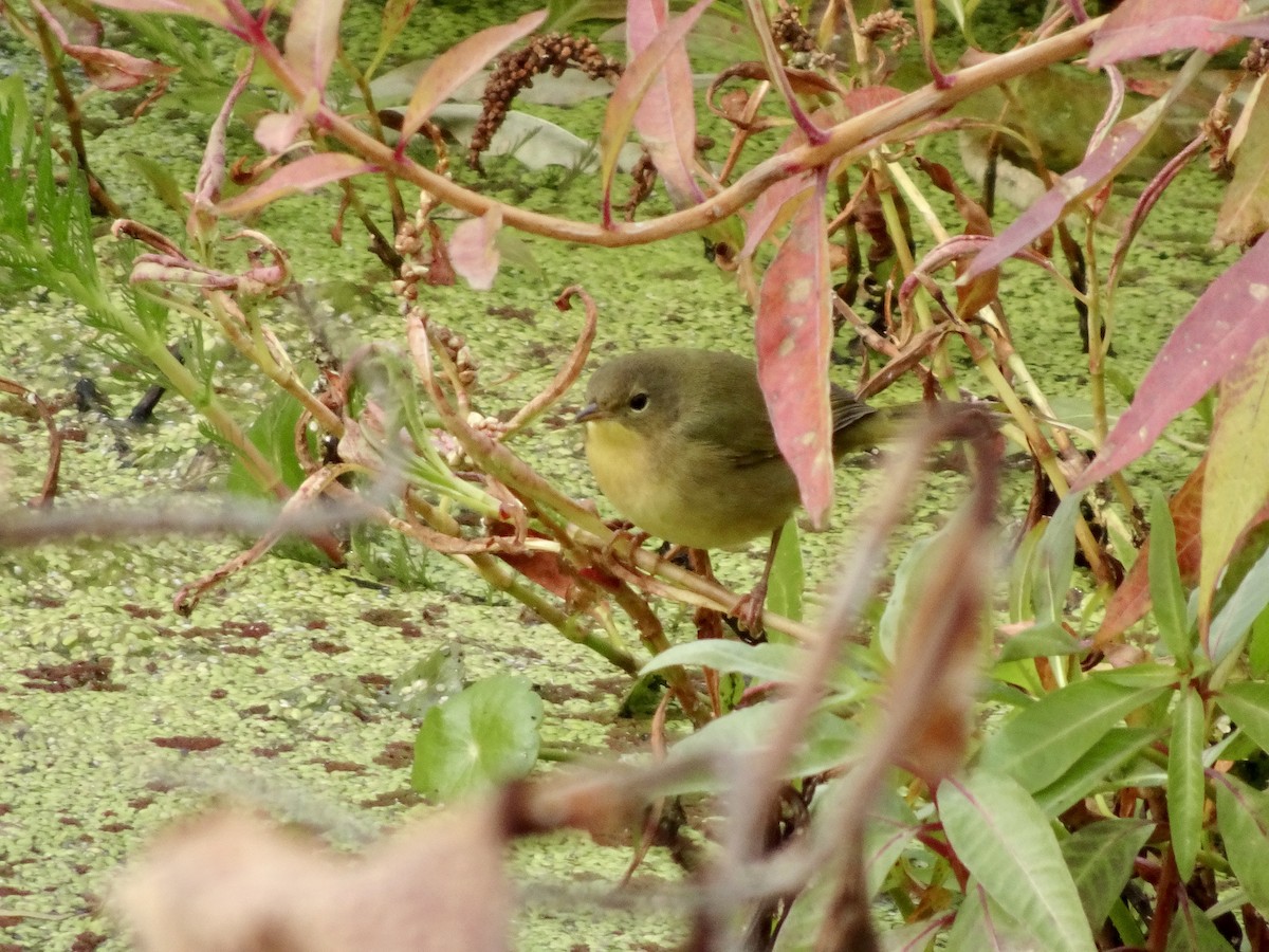 Common Yellowthroat - ML644119745
