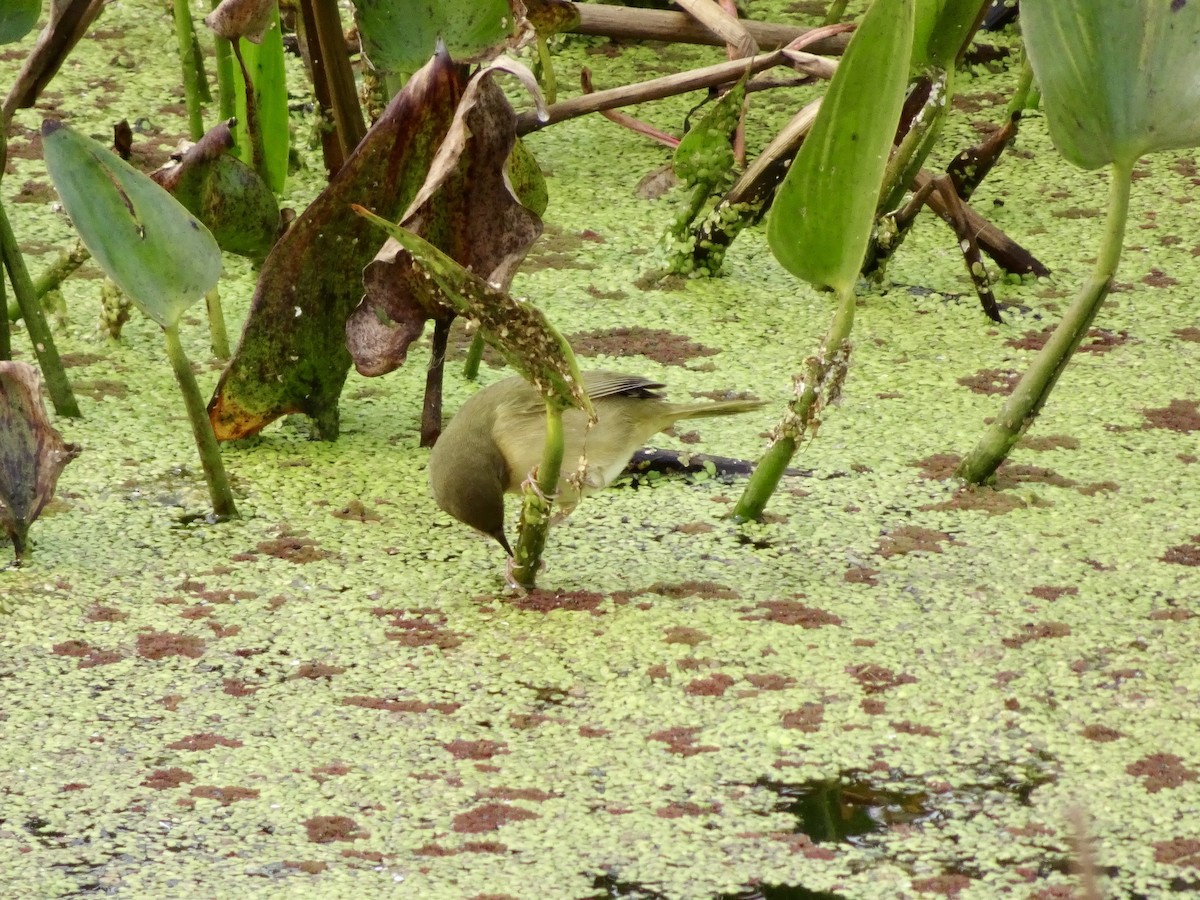Common Yellowthroat - ML644119746