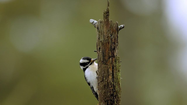 Hairy Woodpecker (Rocky Mts.) - ML644119747
