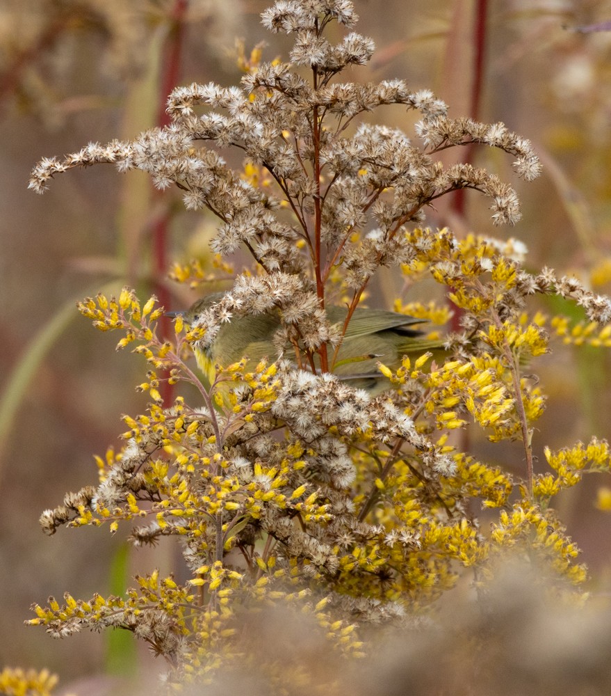 Common Yellowthroat - ML644119753