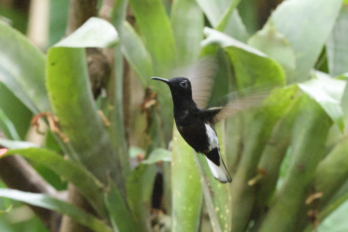 Colibrí Negro - ML644119764
