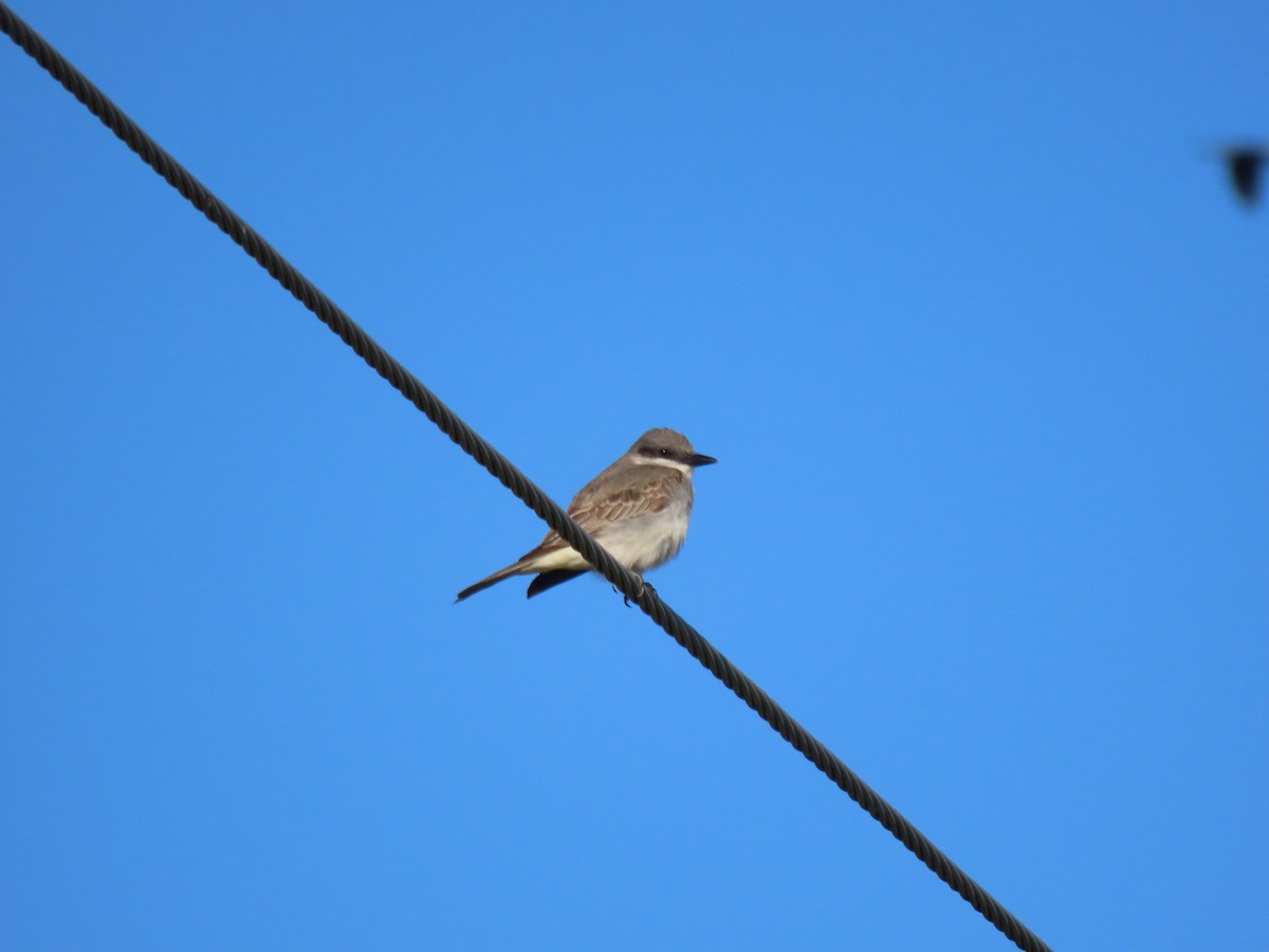 Gray Kingbird - ML644119770