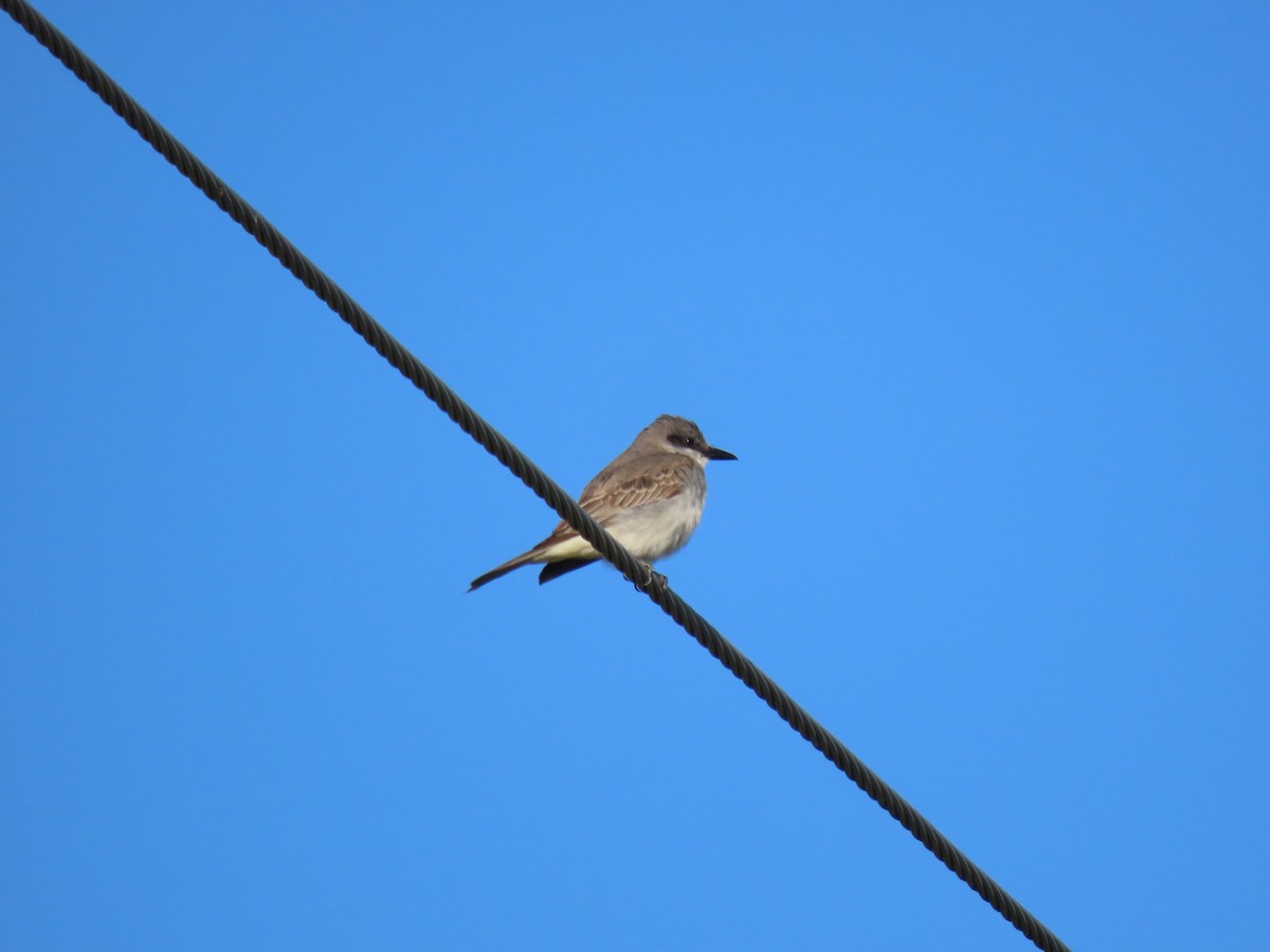 Gray Kingbird - ML644119772