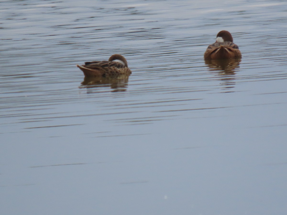 White-cheeked Pintail - ML644119783