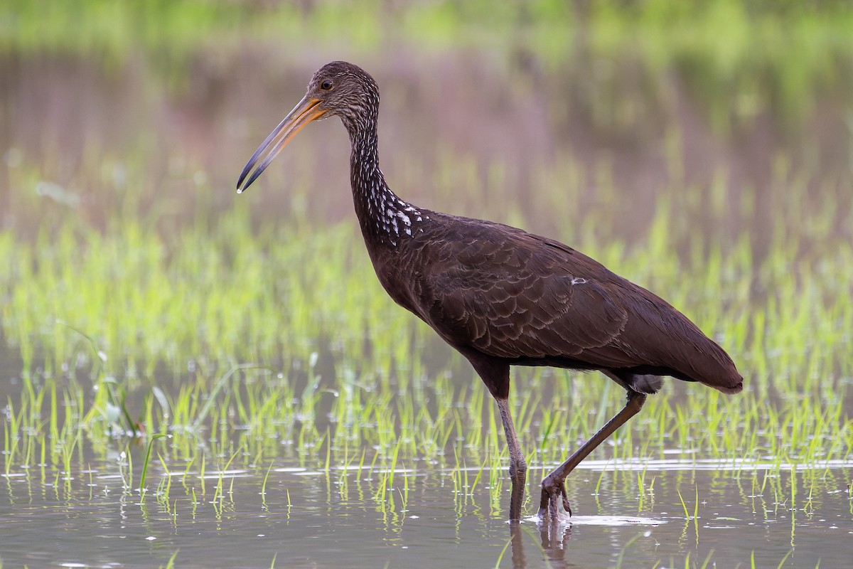 Limpkin - ML644119792