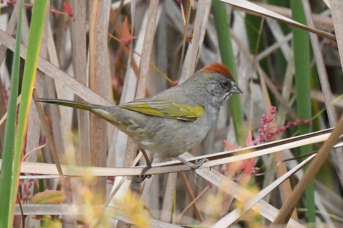 Green-tailed Towhee - ML644119793