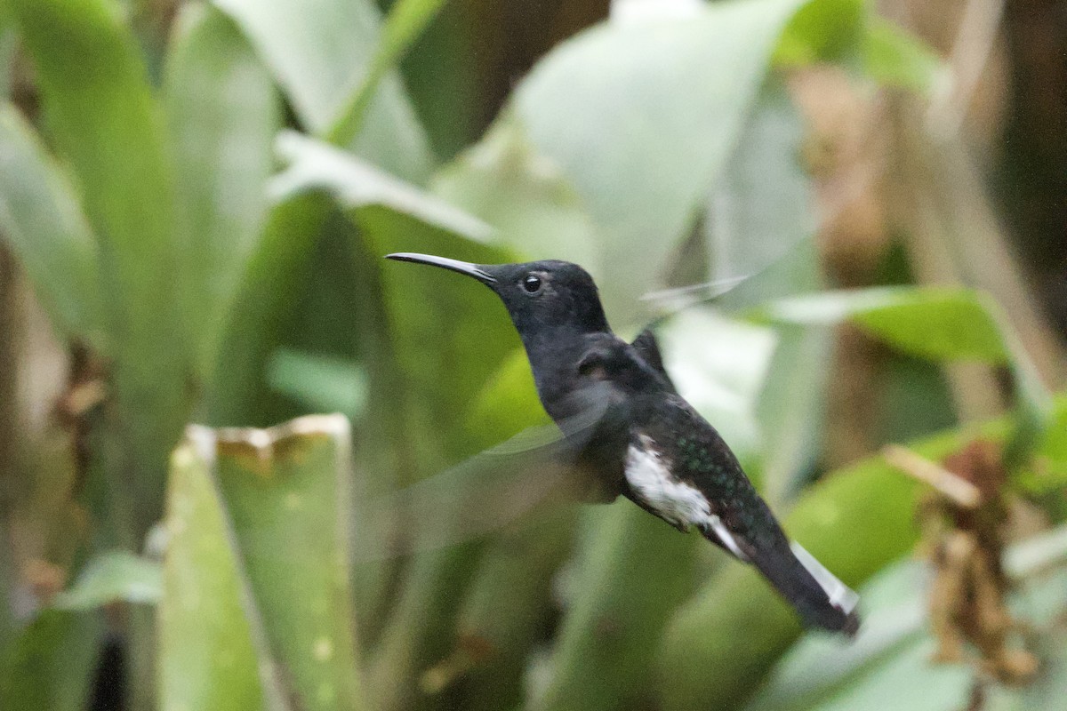 Colibrí Negro - ML644119799