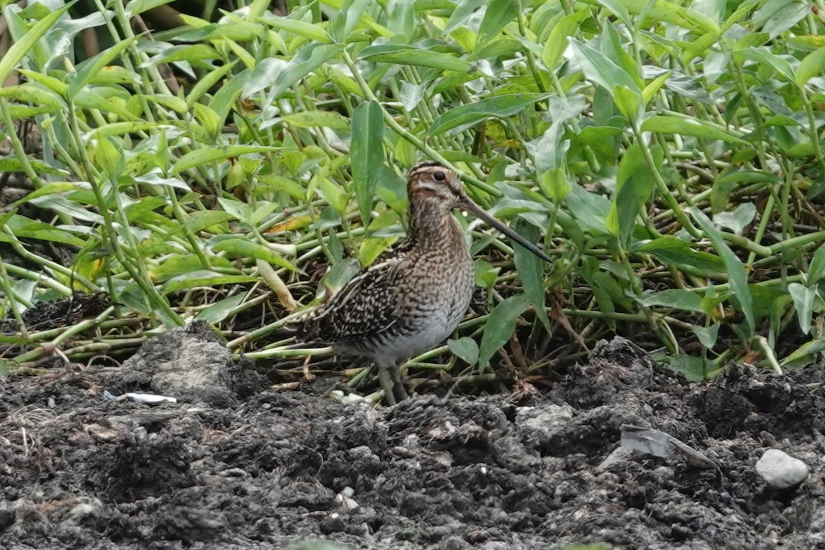 Wilson's Snipe - ML644119802