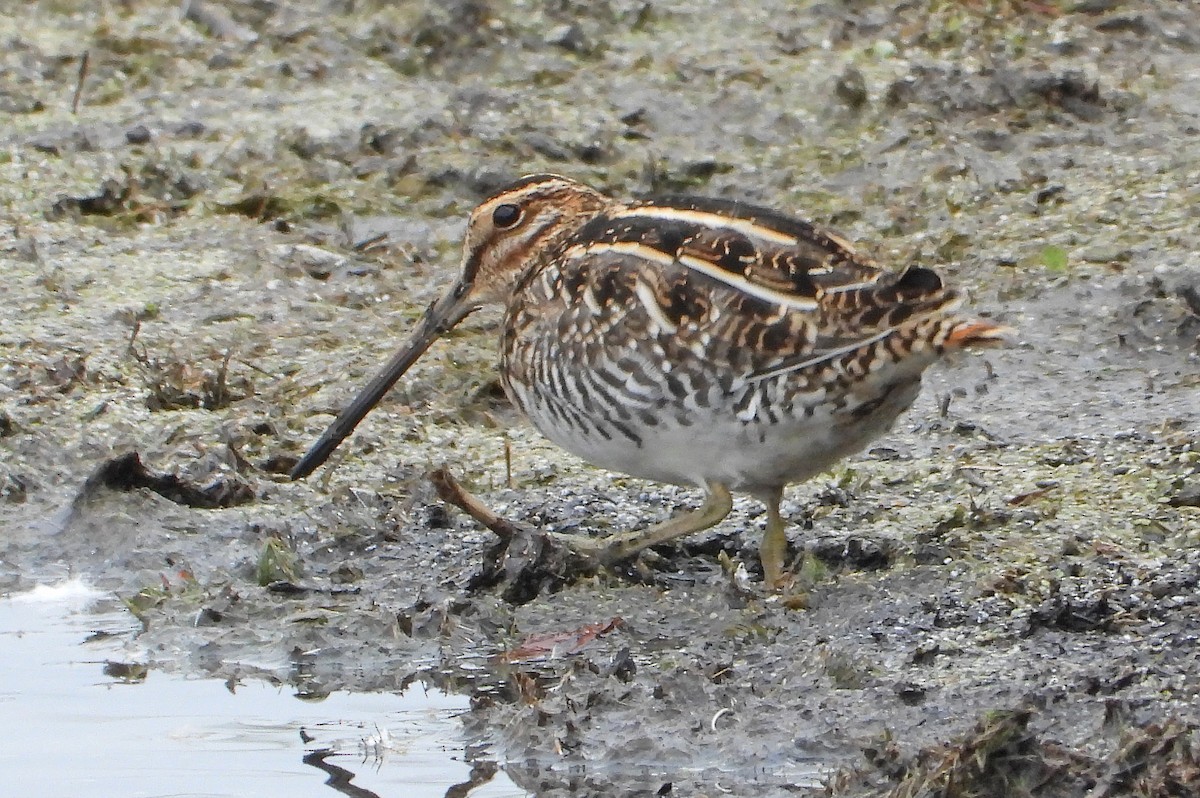Wilson's Snipe - ML644119808
