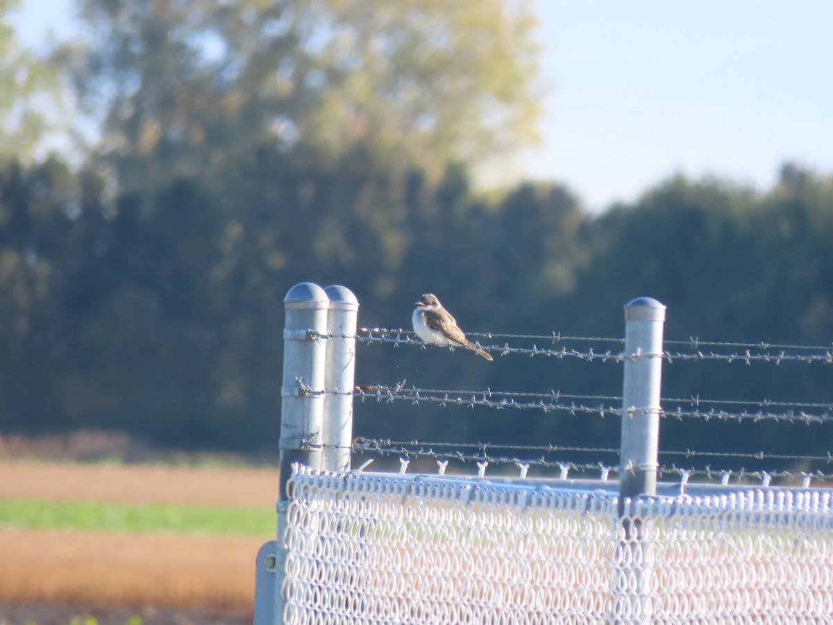 Gray Kingbird - ML644119809