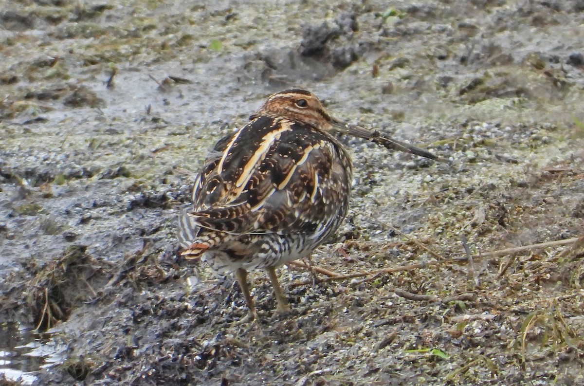 Wilson's Snipe - ML644119810