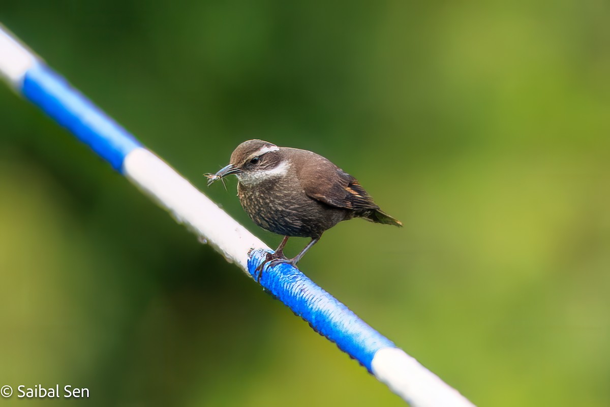 Cinclode à ventre sombre - ML644119821