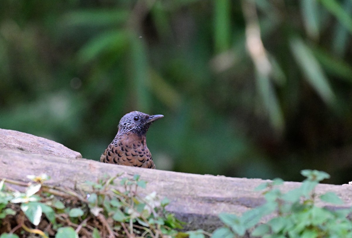 Chestnut-crowned Laughingthrush - ML644119831