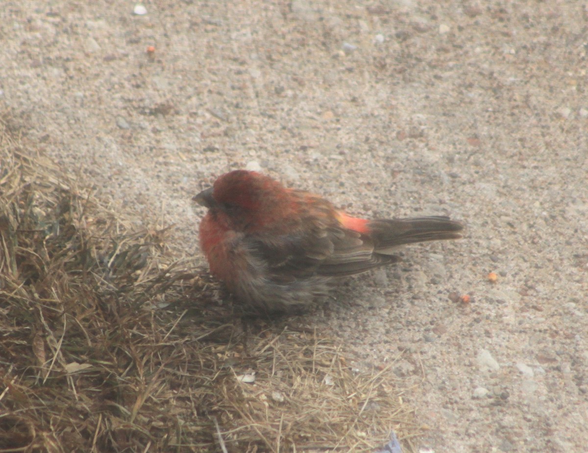House Finch - ML644119836