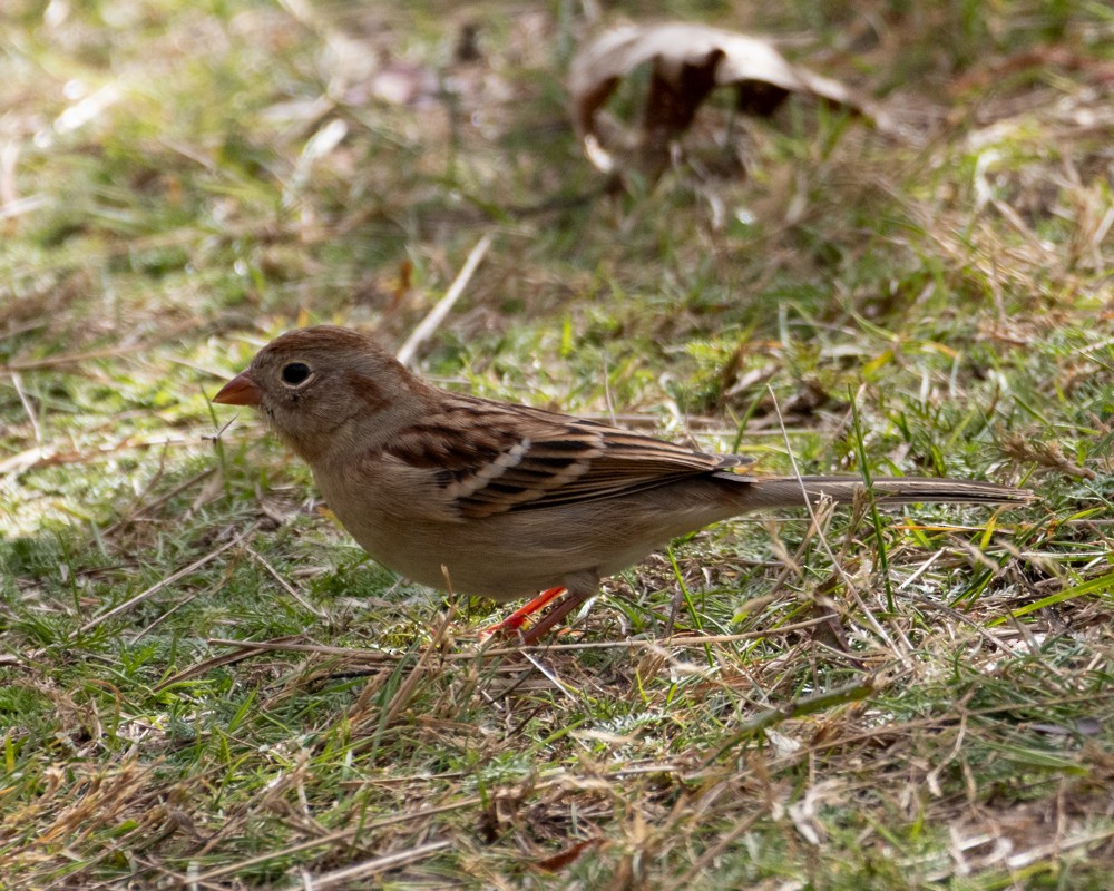 Field Sparrow - ML644119838