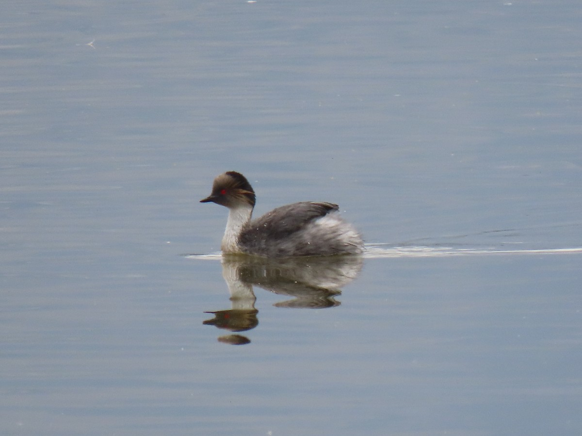 Silvery Grebe - ML644119856