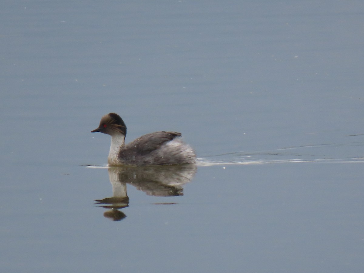 Silvery Grebe - ML644119857