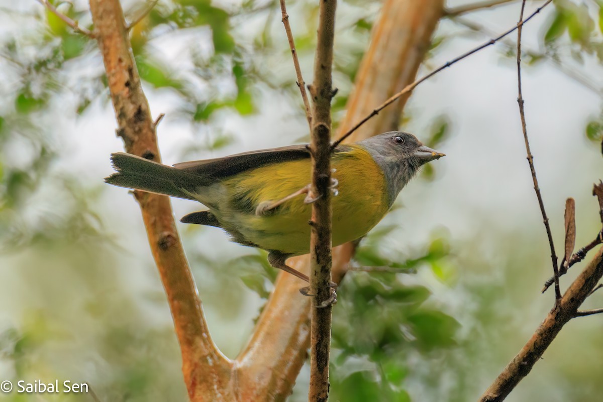 Patagonian Sierra Finch - ML644119870