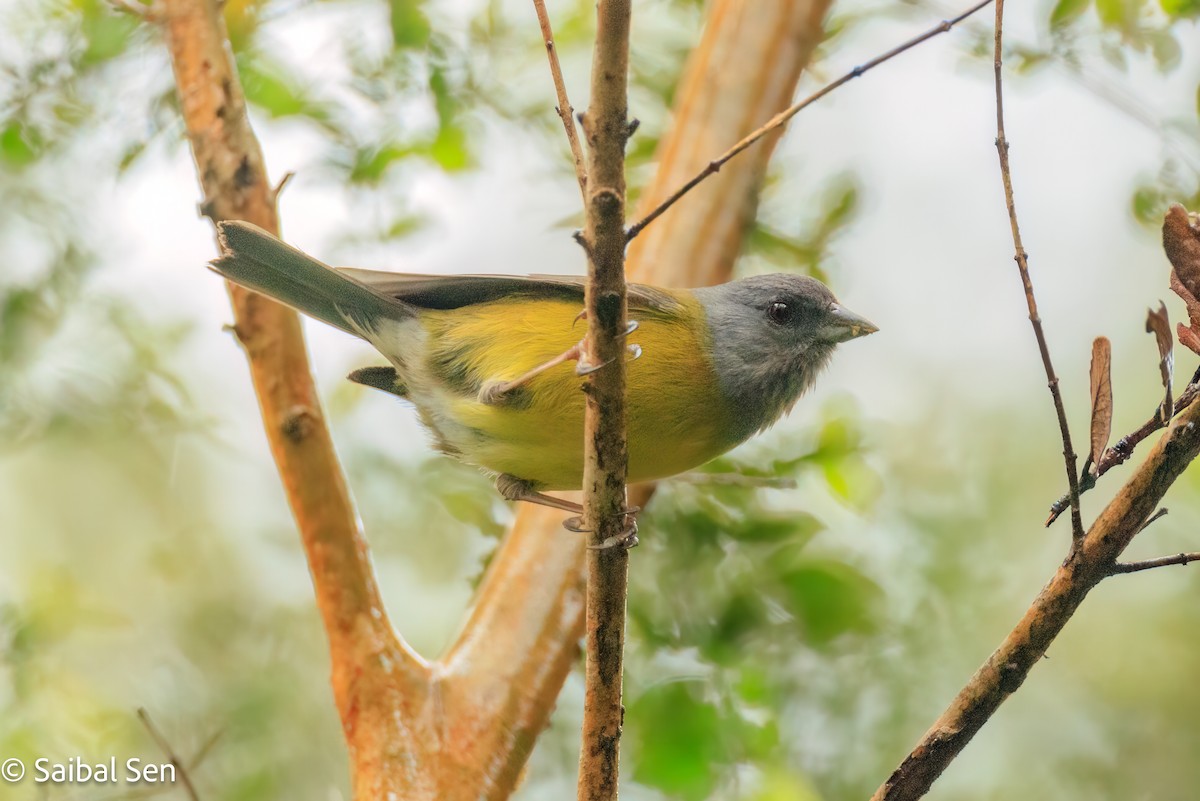 Patagonian Sierra Finch - ML644119871
