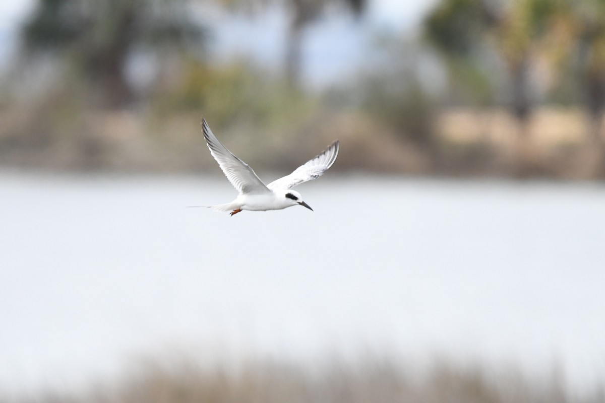 Forster's Tern - ML644119874