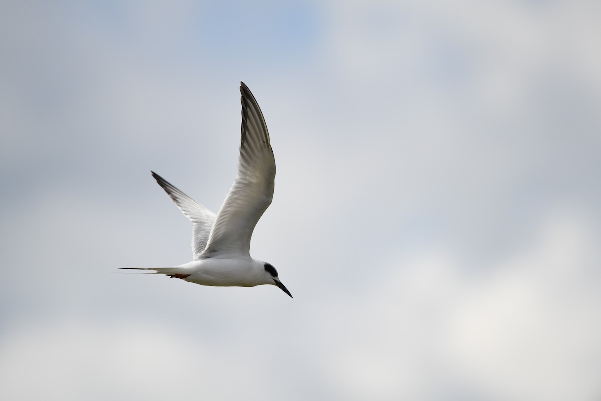 Forster's Tern - ML644119875