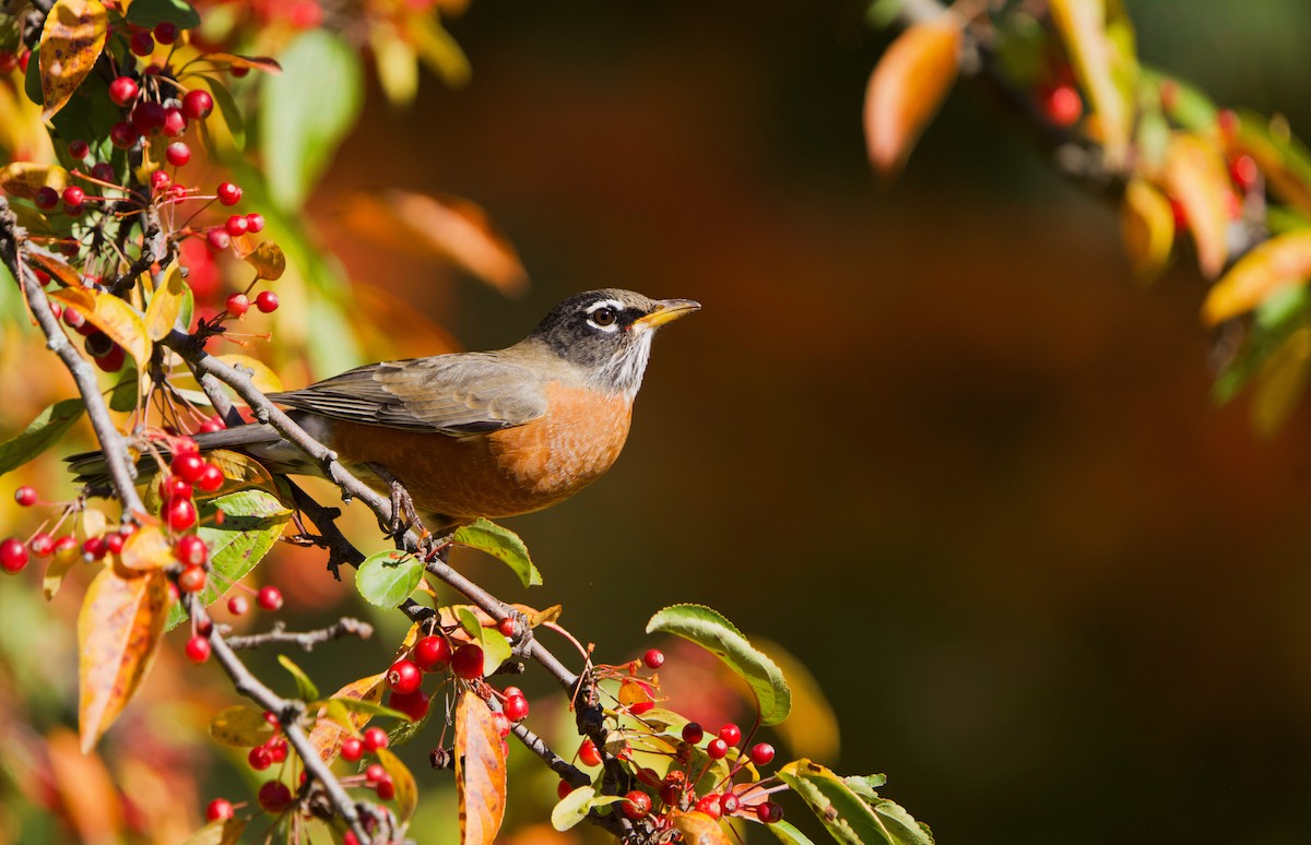 American Robin - ML644119880
