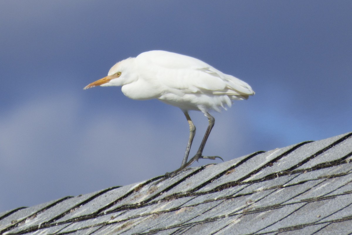 volavka rusohlavá - ML644119895