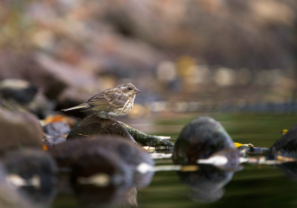 Purple Finch - ML644119903