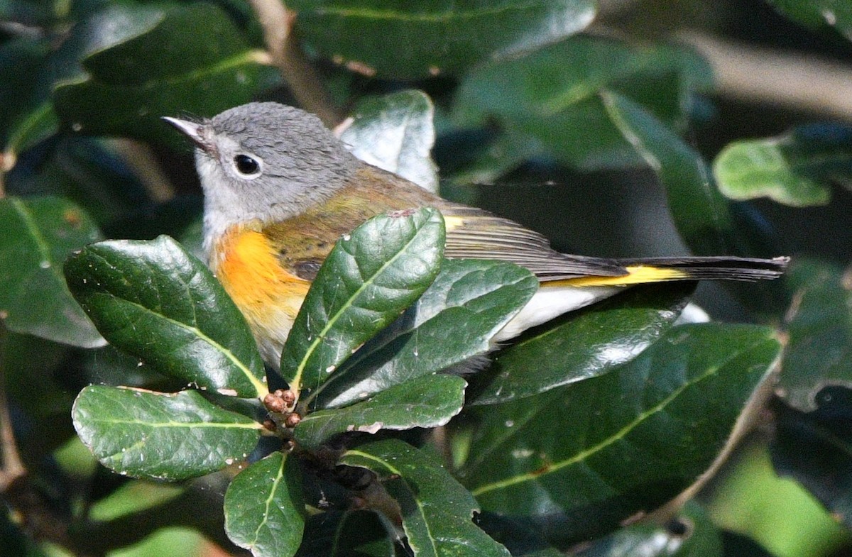 rødstjertparula - ML644119939