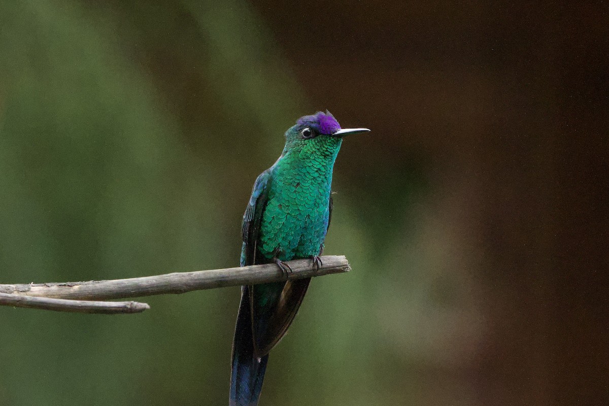 Zafiro Capirotado - ML644119948