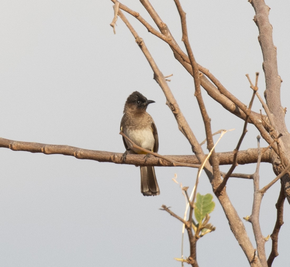 Common Bulbul - ML644119954