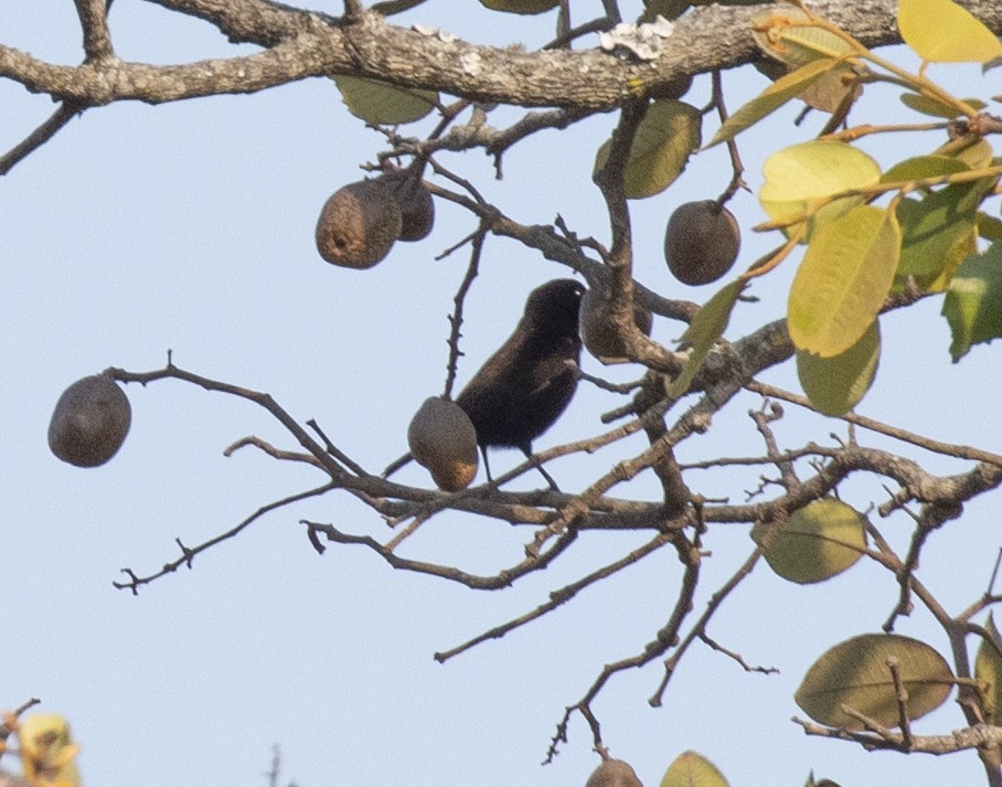 Amethyst Sunbird - ML644119955