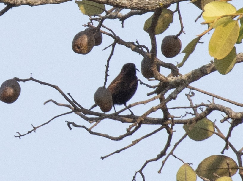 Amethyst Sunbird - ML644119956