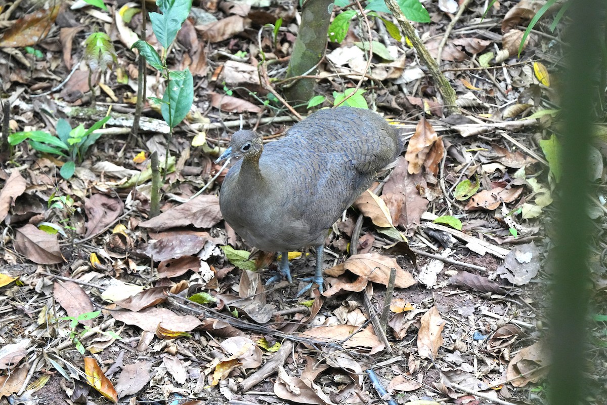 Solitary Tinamou - ML644119962