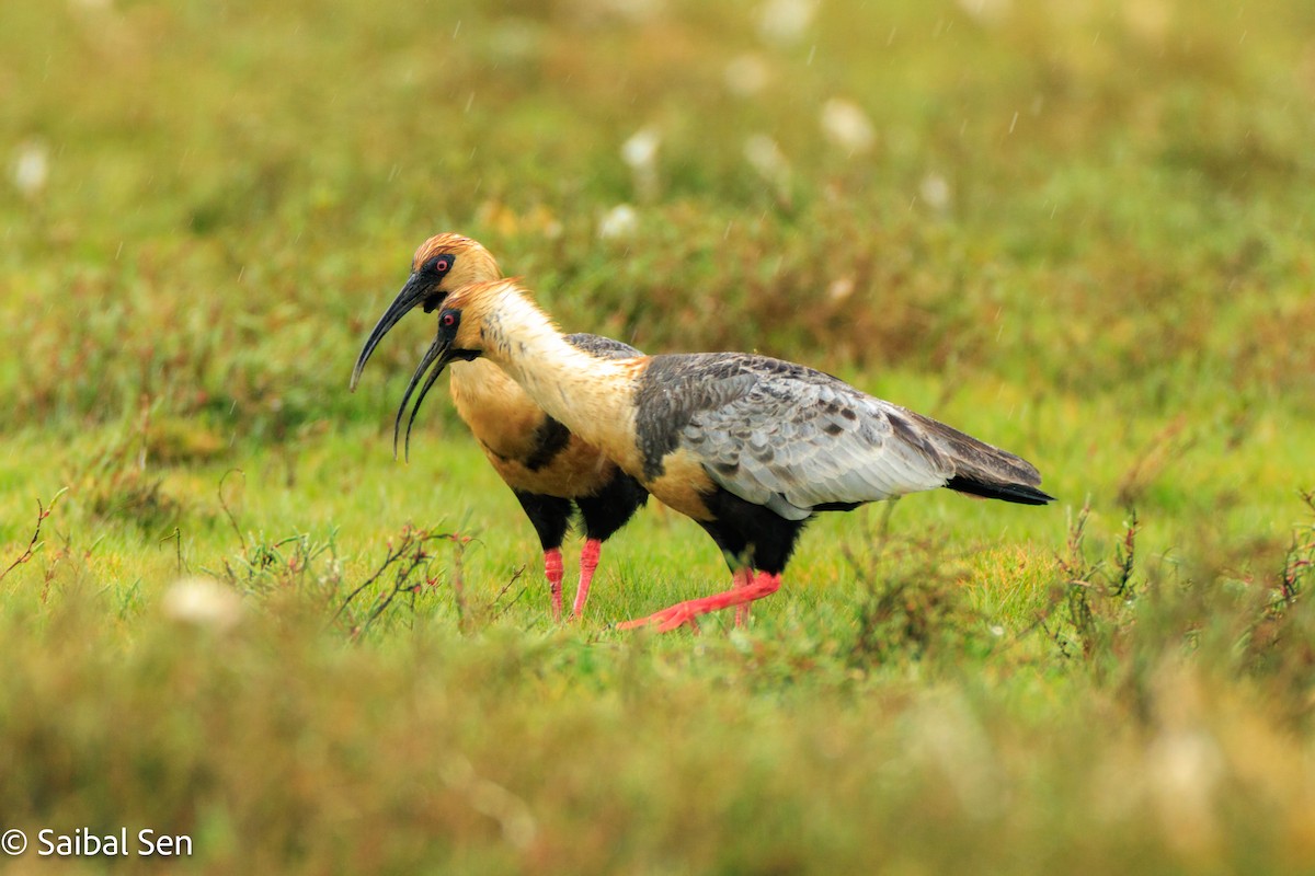 ibis laločnatý - ML644119963