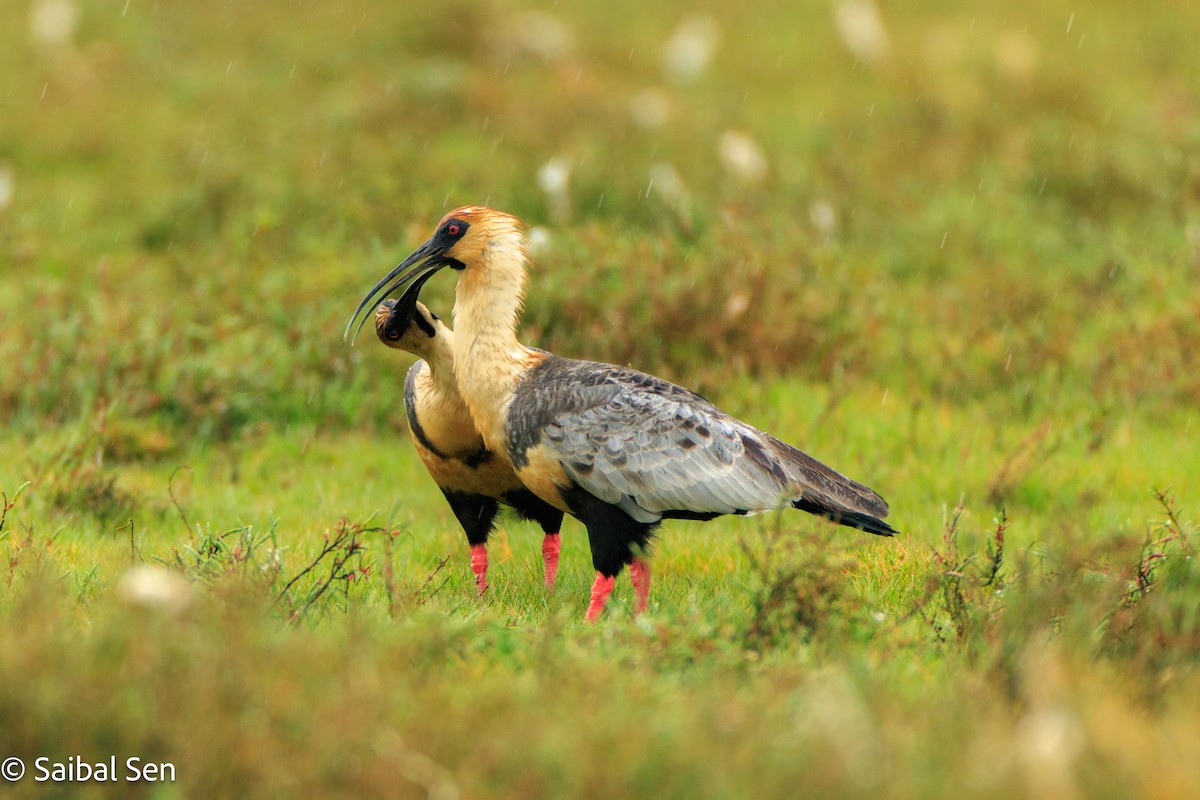 ibis laločnatý - ML644119964