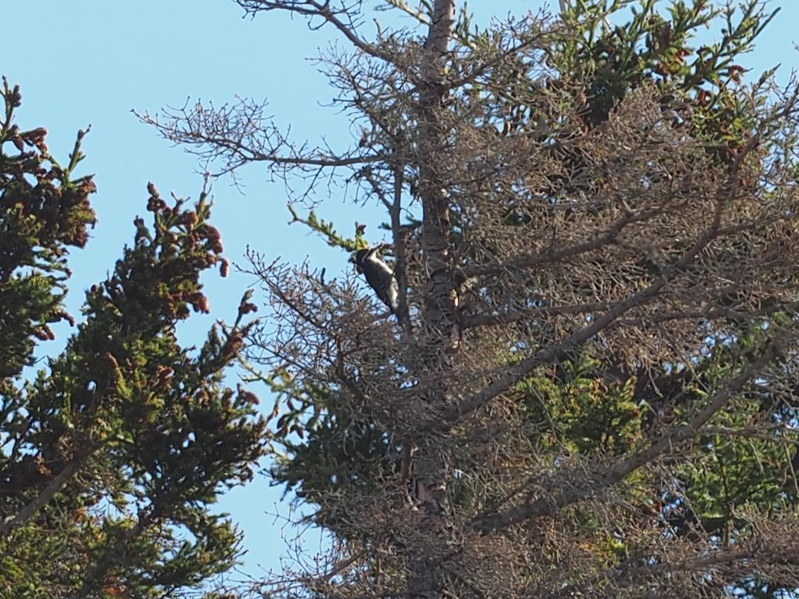Black-backed Woodpecker - ML644119970