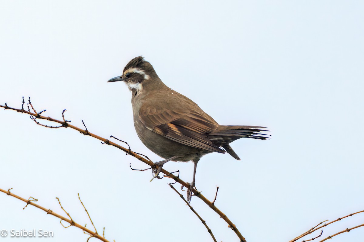 Cinclode à ventre sombre - ML644119972