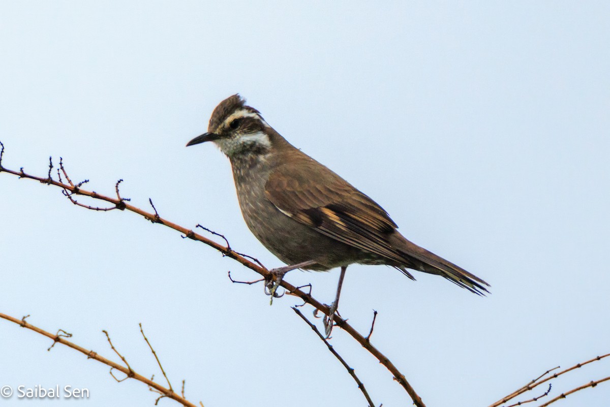 Cinclode à ventre sombre - ML644119973