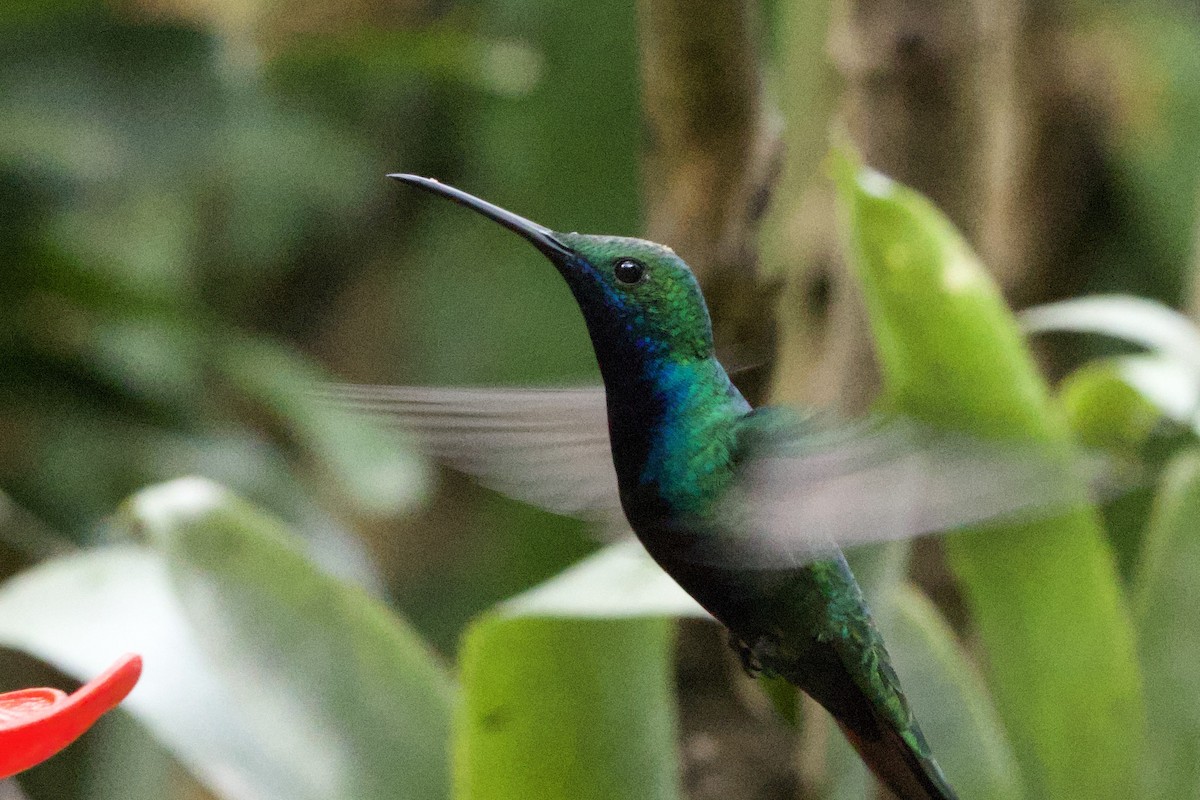 Mango Gorjinegro - ML644119979