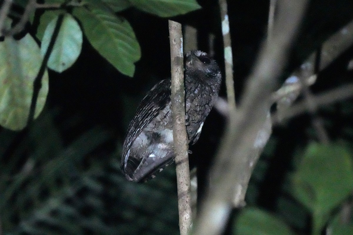 Black-capped Screech-Owl - ML644119980