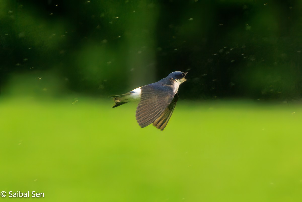 Chilean Swallow - ML644119985
