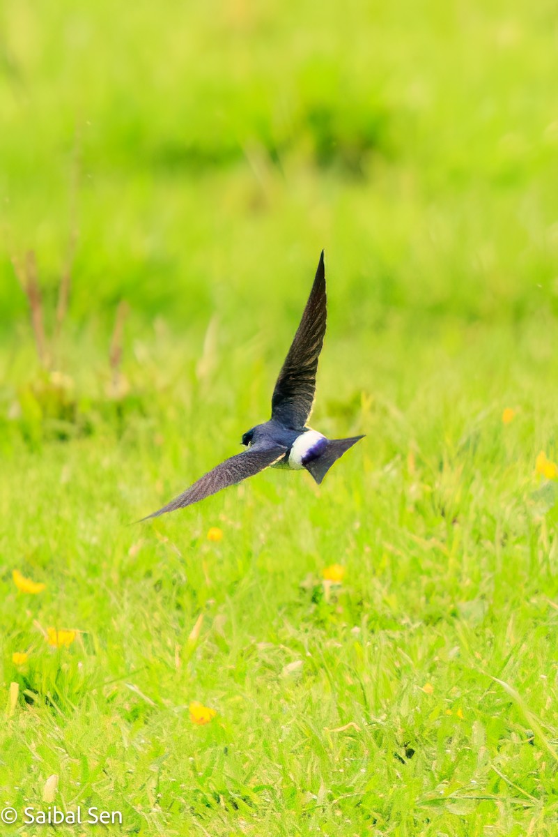 Chilean Swallow - ML644119986