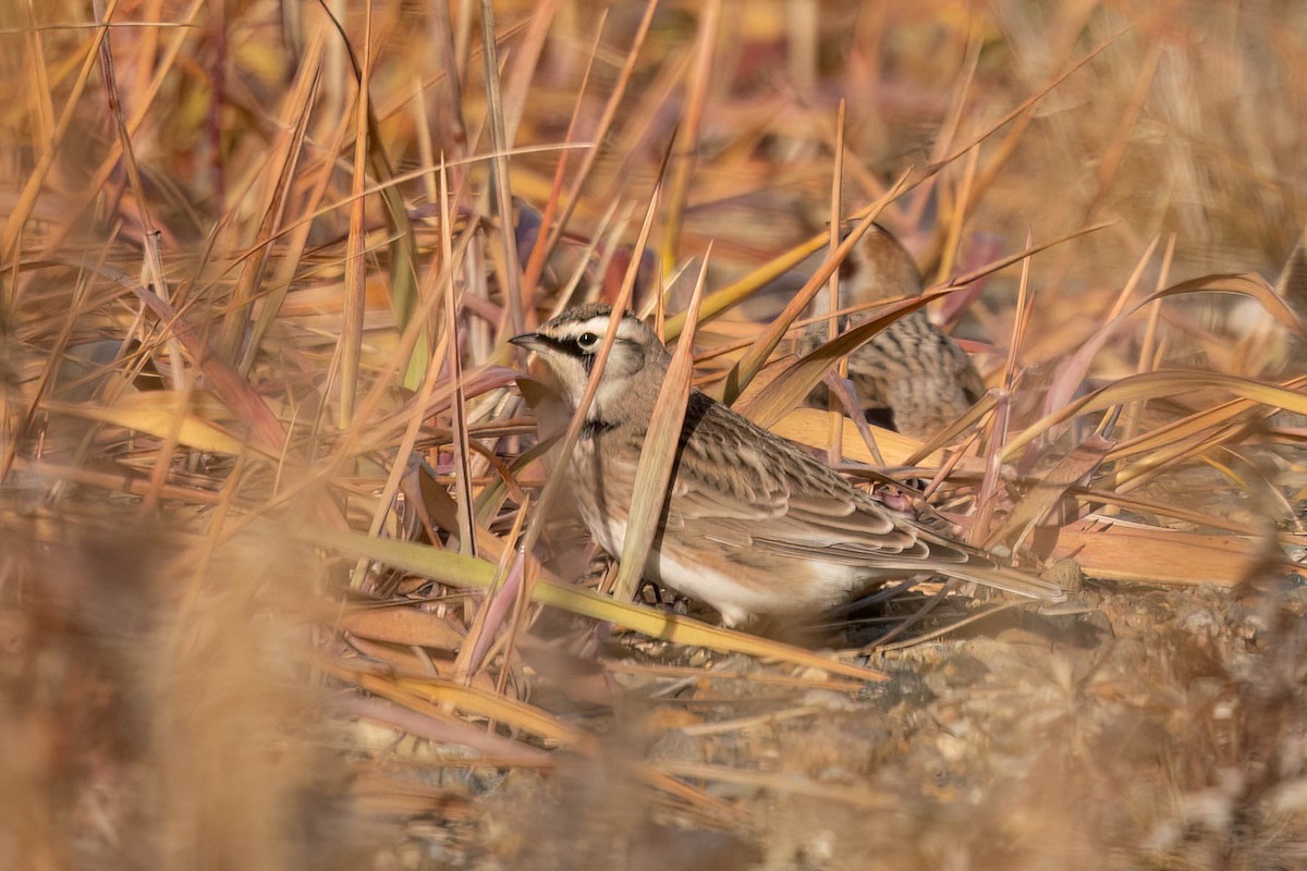 Horned Lark - ML644119990