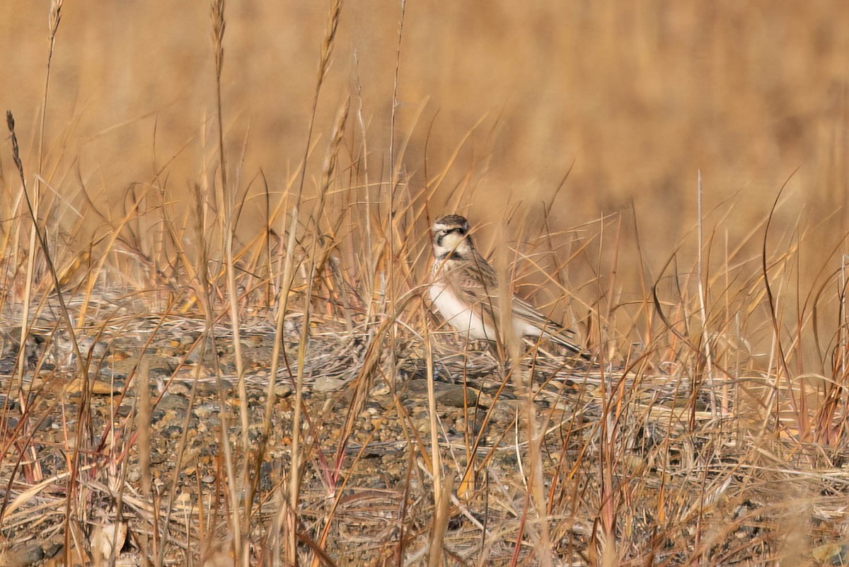 Horned Lark - ML644119995