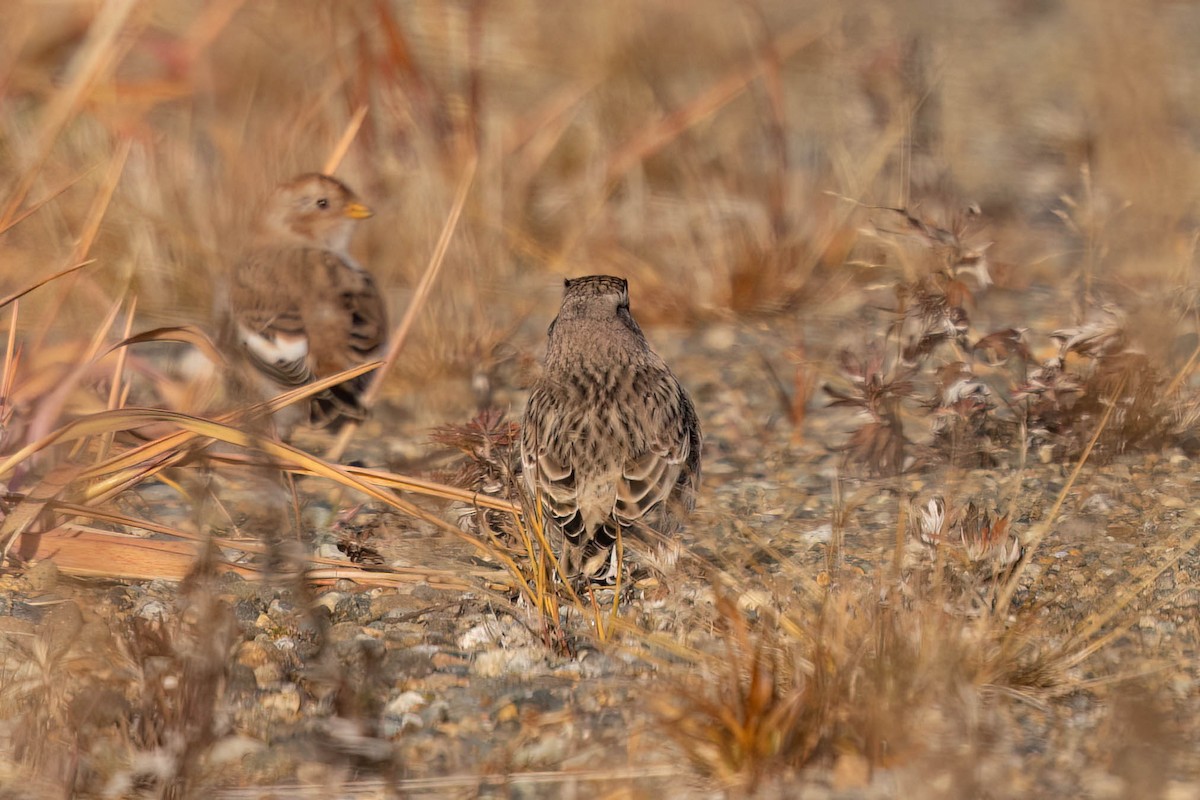 Horned Lark - ML644120000