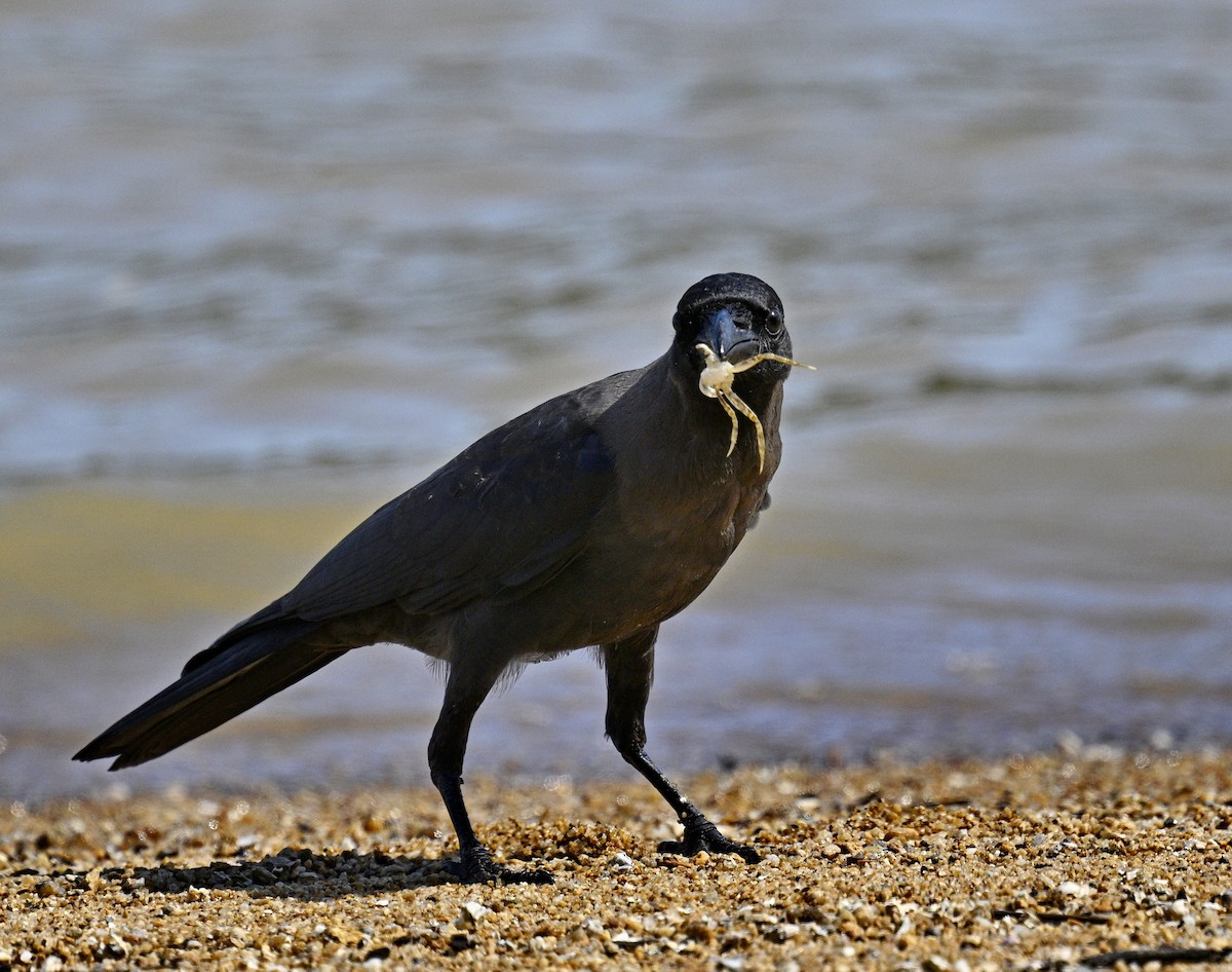 House Crow - ML644120003