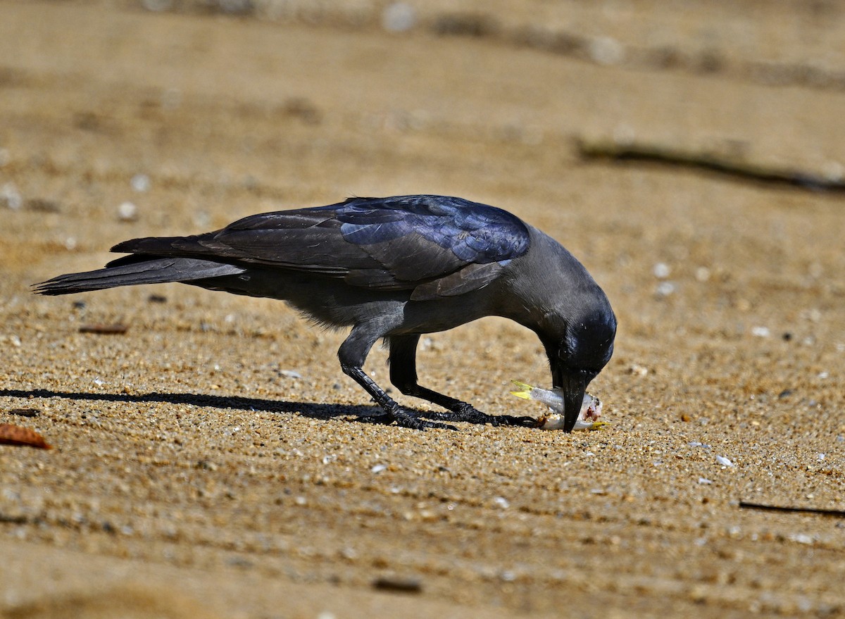 House Crow - ML644120004
